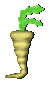 parsnip 8