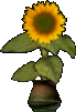 Albian Sunflower agent's preview