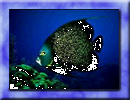 Fish Painting v1.01 thumbnail image