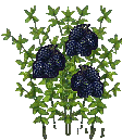 Black raspberry bush thumbnail image