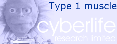 Type 1 muscle