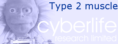 Type 2 muscle