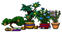 TeaTimePlants