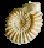 Ammonite