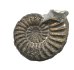 Ammonite