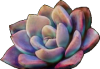 Succulent Bridge agent's preview