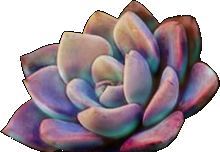 succulent bridge agent preview