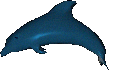dolphin agent preview