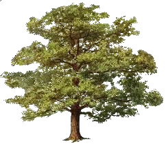tree of life agent preview