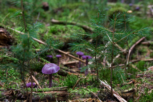 Mushroom Forest Source Code thumbnail image