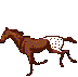 appaloosa mustang agent preview