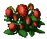 Strawberries thumbnail image