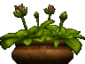 simplelilplant 79