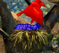 Red Goshawk.zip thumbnail image