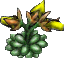 cheese plant 19