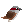 Sparrows thumbnail image