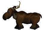 moe arctica moose frame 13
