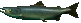 moe arctica salmons frame 4