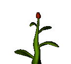 Agent Preview - TP2DS: Berry Plant