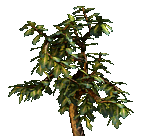 Agent Preview - BD: Justanut Bush